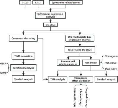 Computational profiling and prognostic modeling based on lysosome-related genes in colorectal cancer